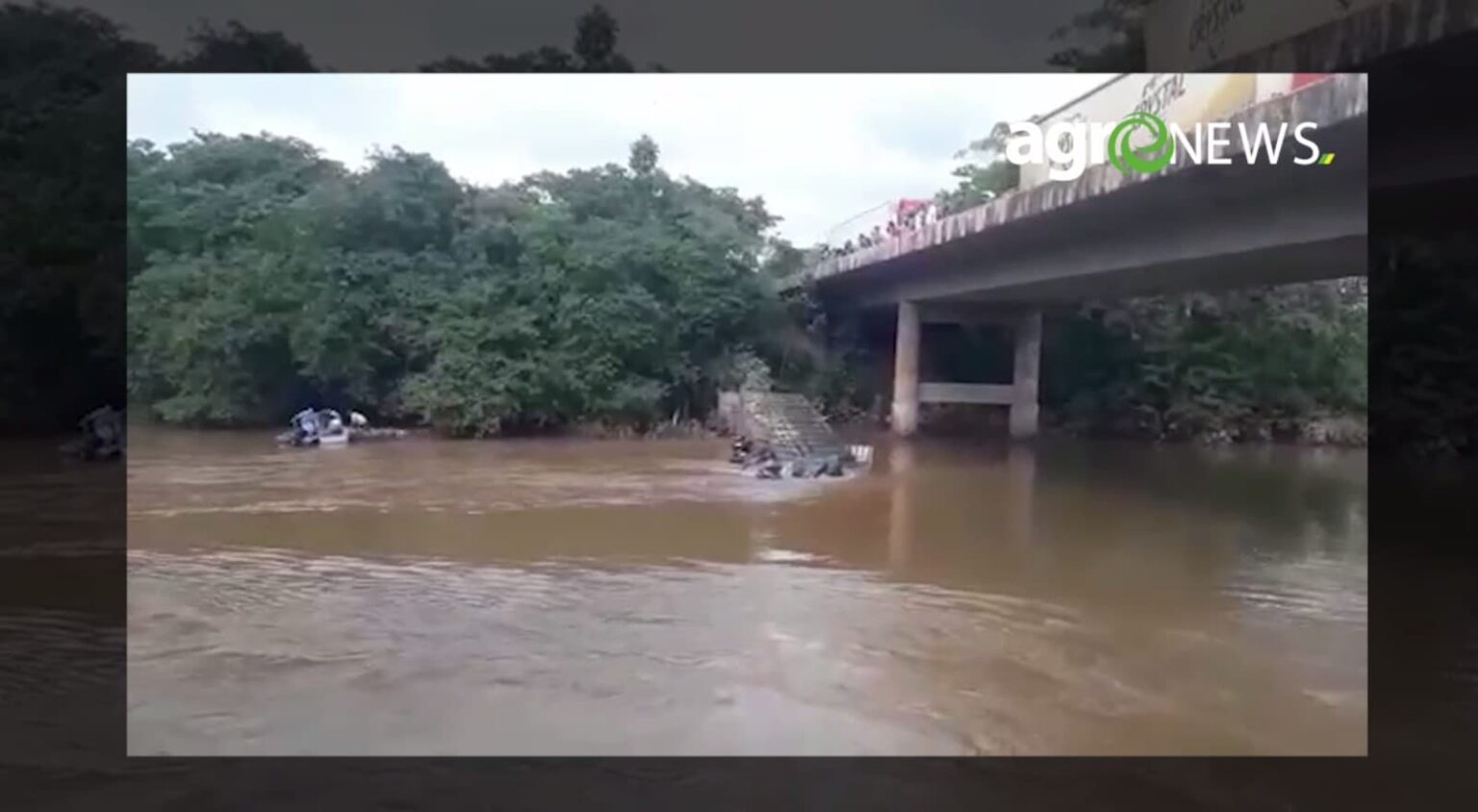 Gado cai da ponte