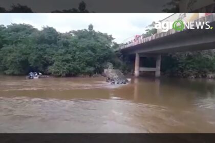 Gado cai da ponte