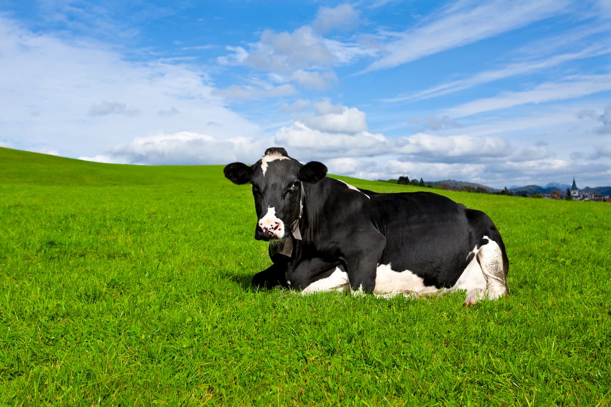 Gado leiteiro producao sanidade e reproducao das vacas leiteiras em equilibrio auster foto divulgacao 1