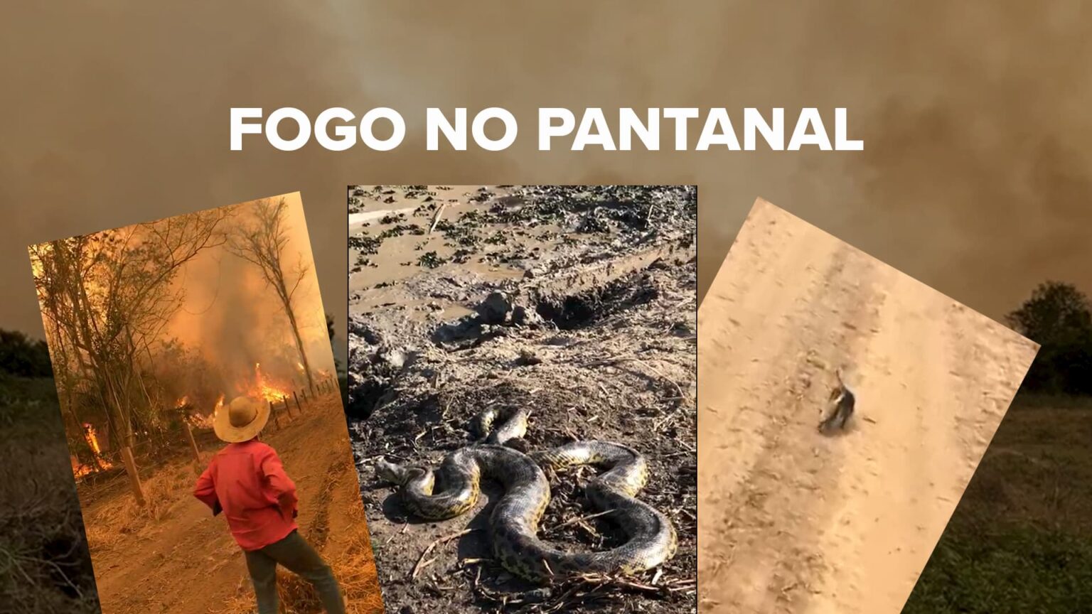 Incendios no pantanal