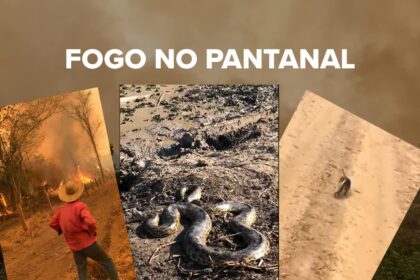 Incendios no pantanal