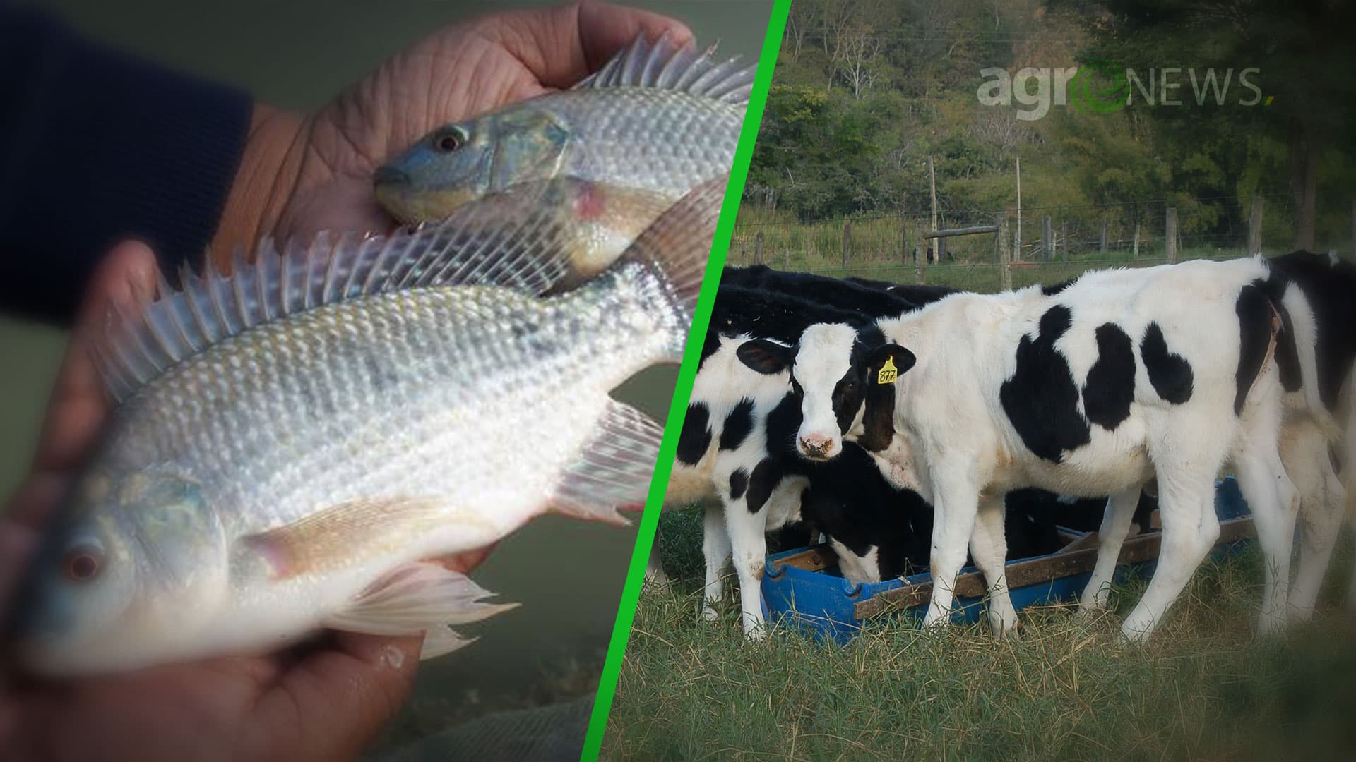 Isenção de PIS/Pasep e Cofins para ração de gado e peixe é aprovada por Comissão
