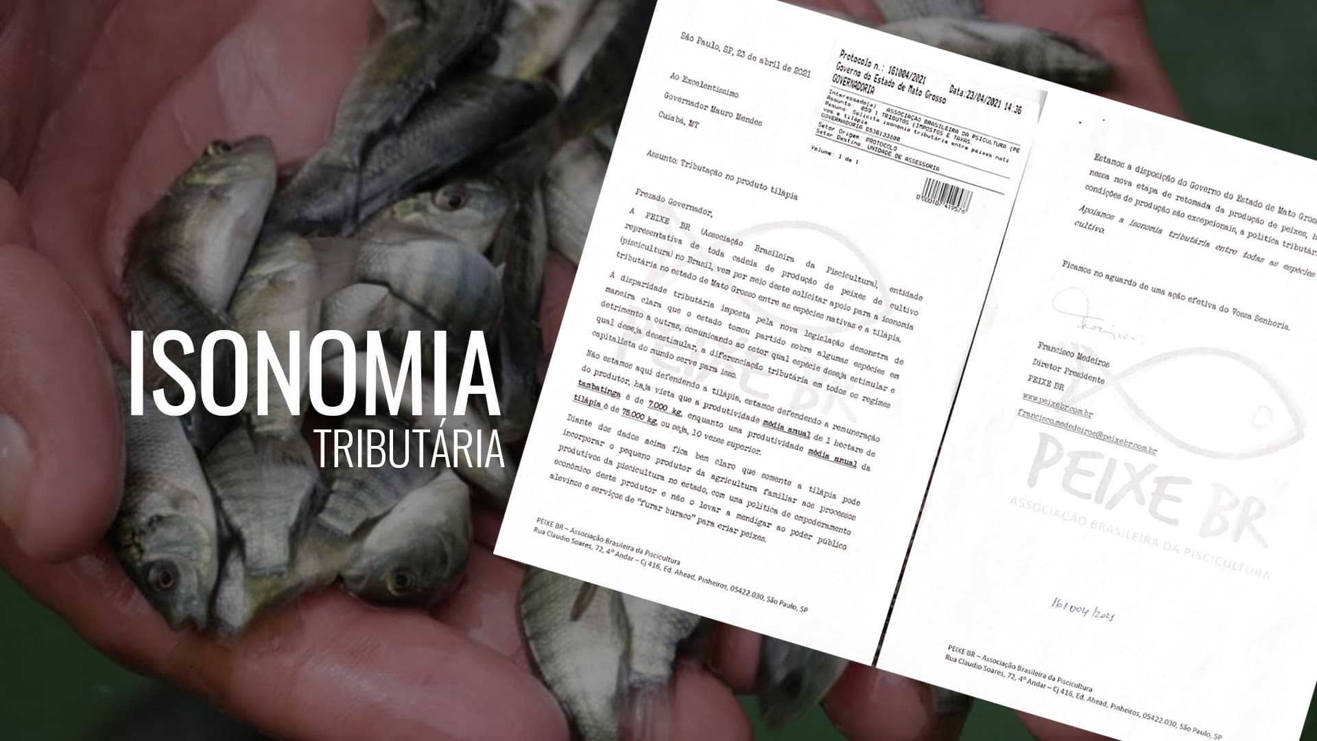 Peixe BR pede isonomia tributária na produção de tilápia em Mato Grosso