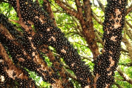 Jabuticaba