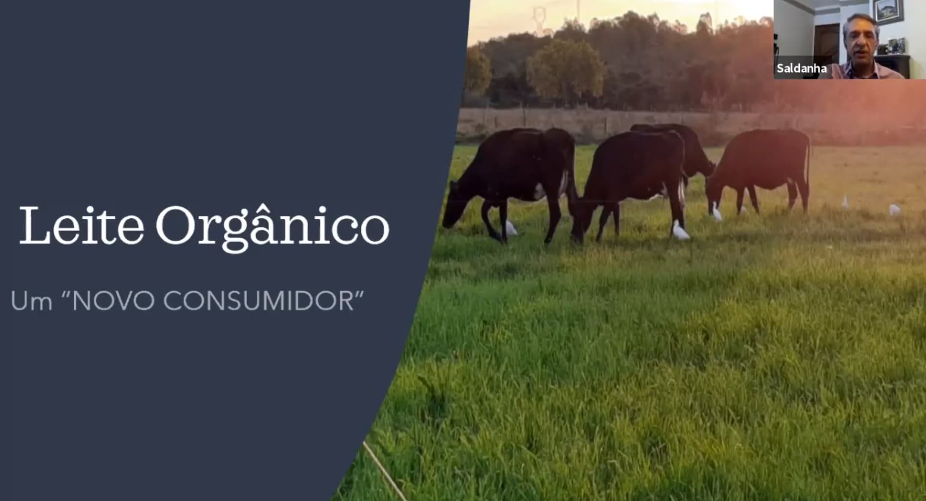 Leite orgânico: Novo sistema de inteligência vai garantir rastreabilidade da produção