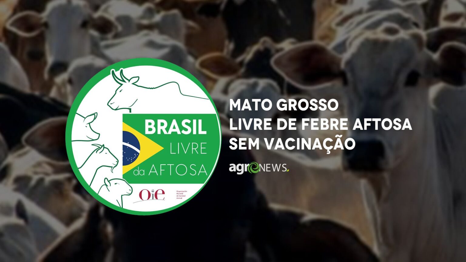 Mato grosso livre de febre aftosa sem vacinacao