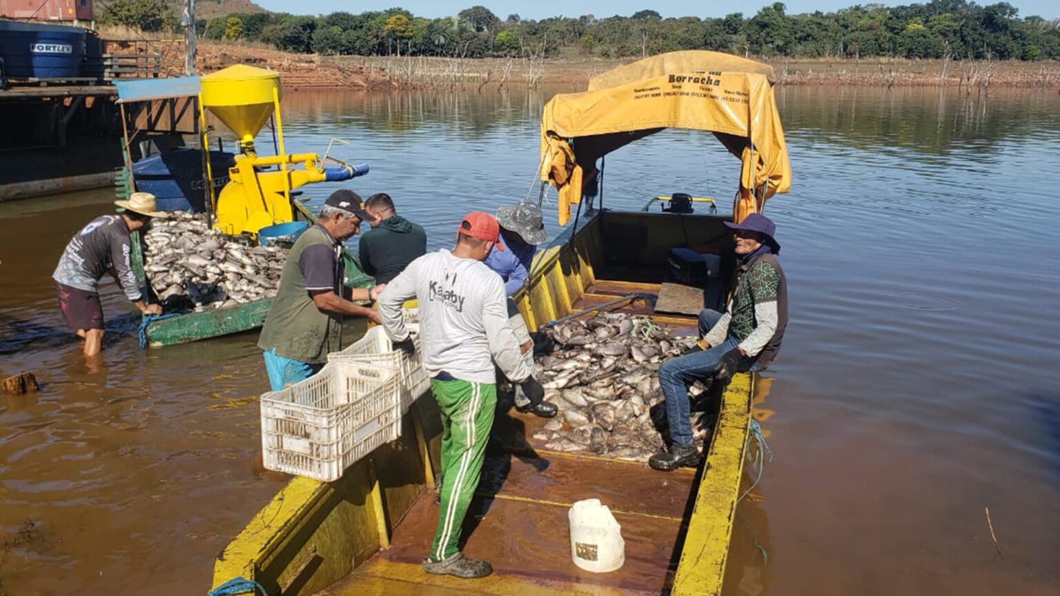 Morte de peixes no manso