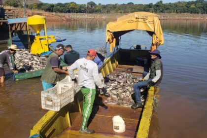 Morte de peixes no manso