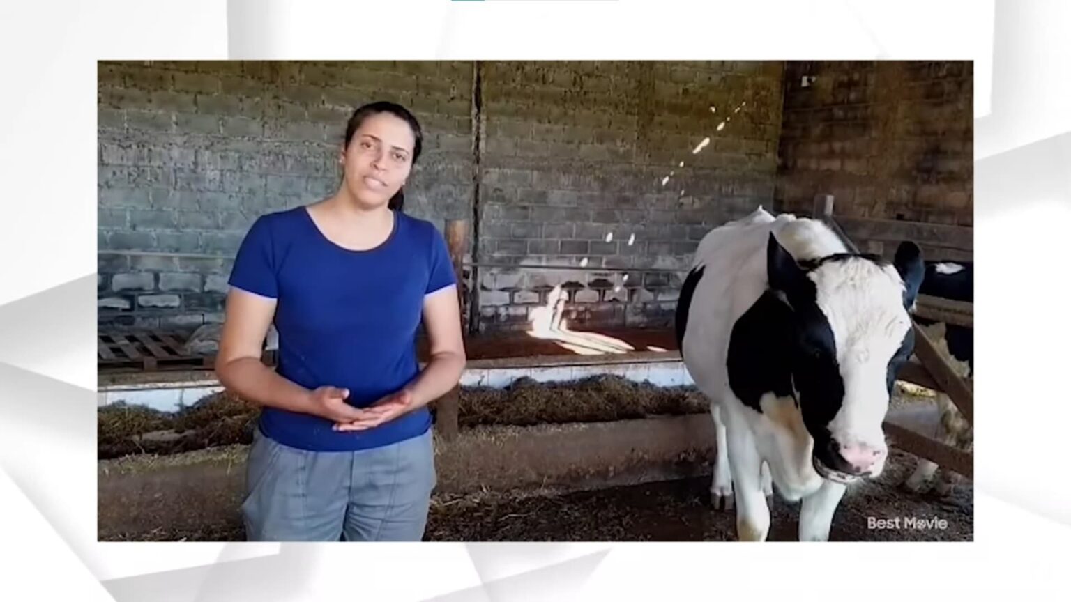 Oleos essenciais vacas leiteiras