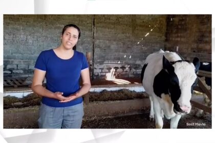 Oleos essenciais vacas leiteiras