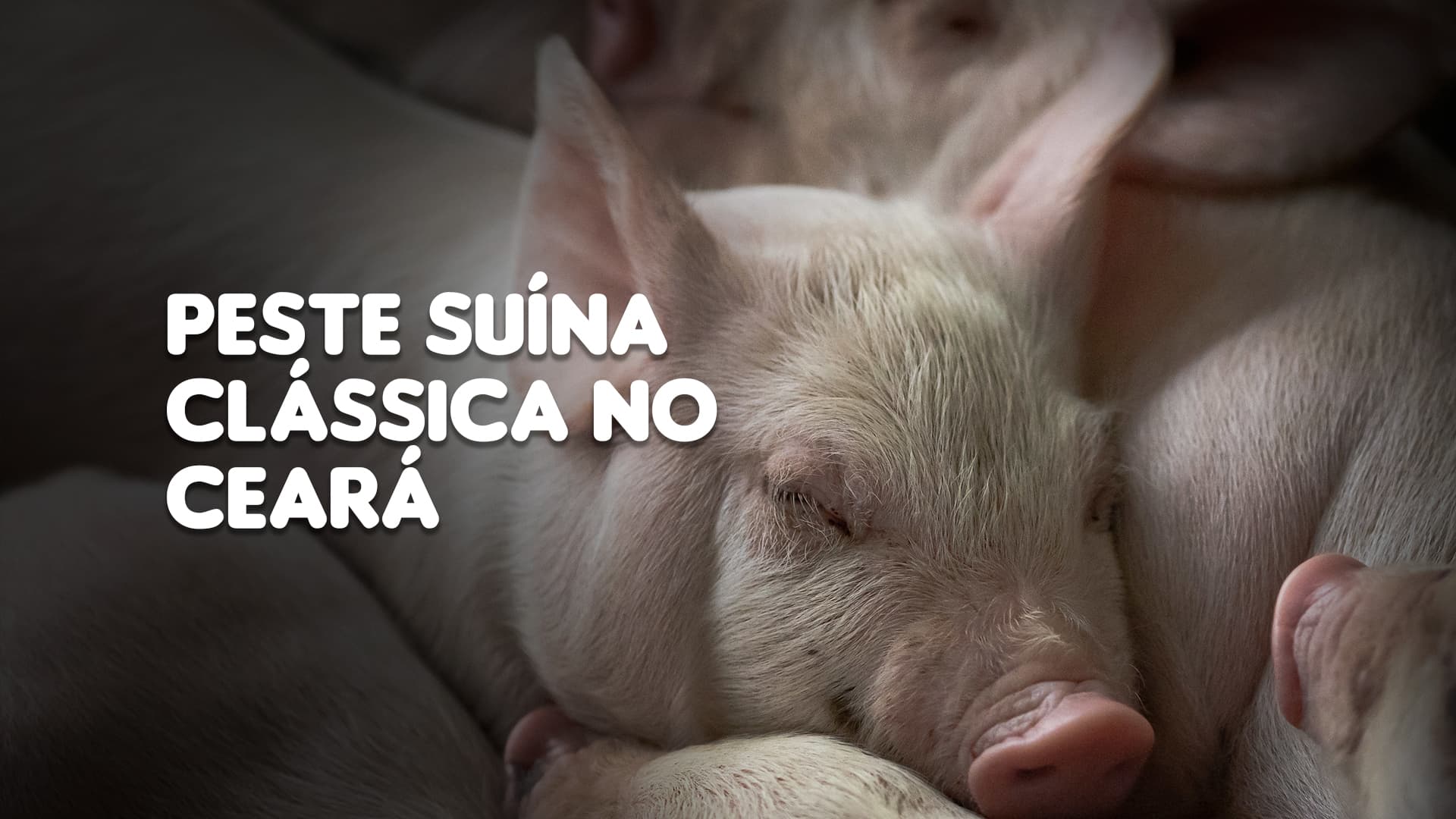 Ceará tem casos confirmados de peste suína clássica e animais serão sacrificados