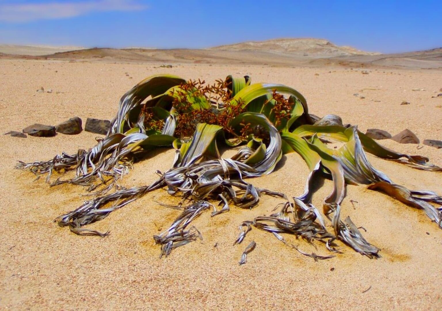 Planta imortal pode mudar completamente o futuro da agricultura