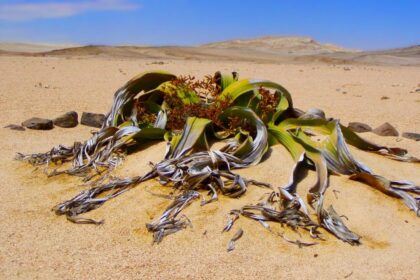 Planta imortal pode mudar completamente o futuro da agricultura