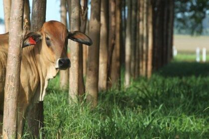 Sustentabilidade na agropecuaria 1