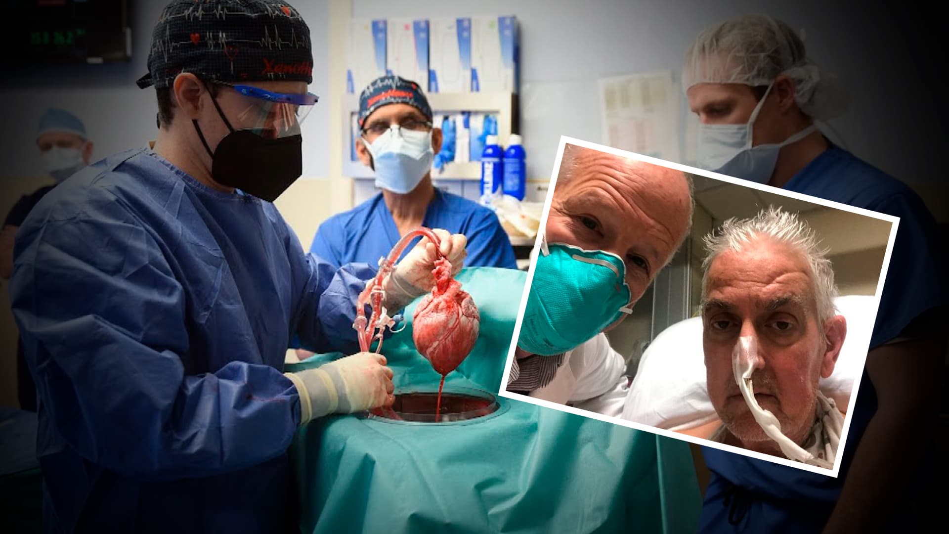 Paciente se recupera após transplante inédito com coração de porco [vídeo]