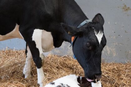 Vaca lambendo bezerro auster pos parto de vacas leiteiras enfrenta desafios nutricionais acao rapida e o segredo para recuperacao foto divulgacao 1