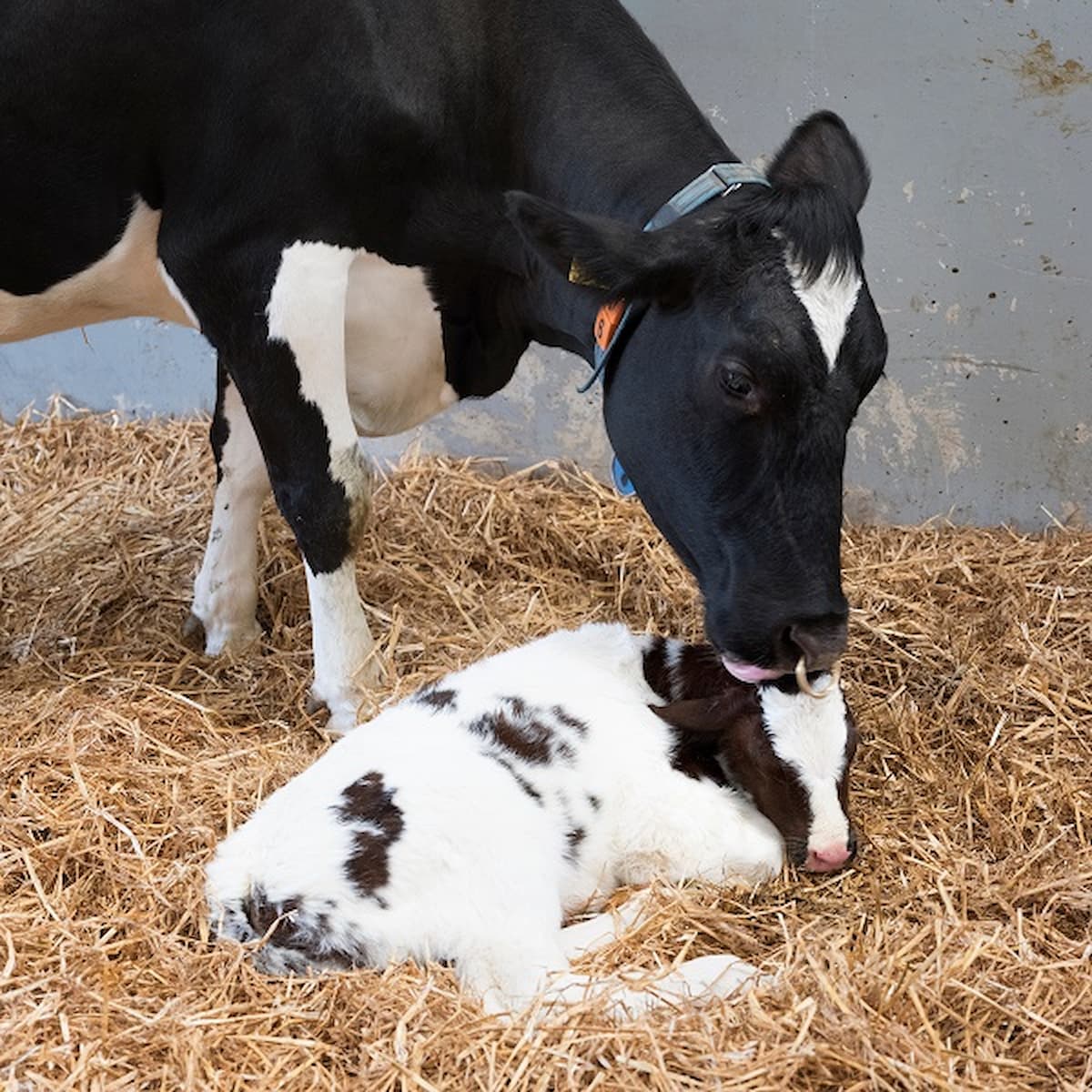 Vaca lambendo bezerro auster pos parto de vacas leiteiras enfrenta desafios nutricionais acao rapida e o segredo para recuperacao foto divulgacao 1