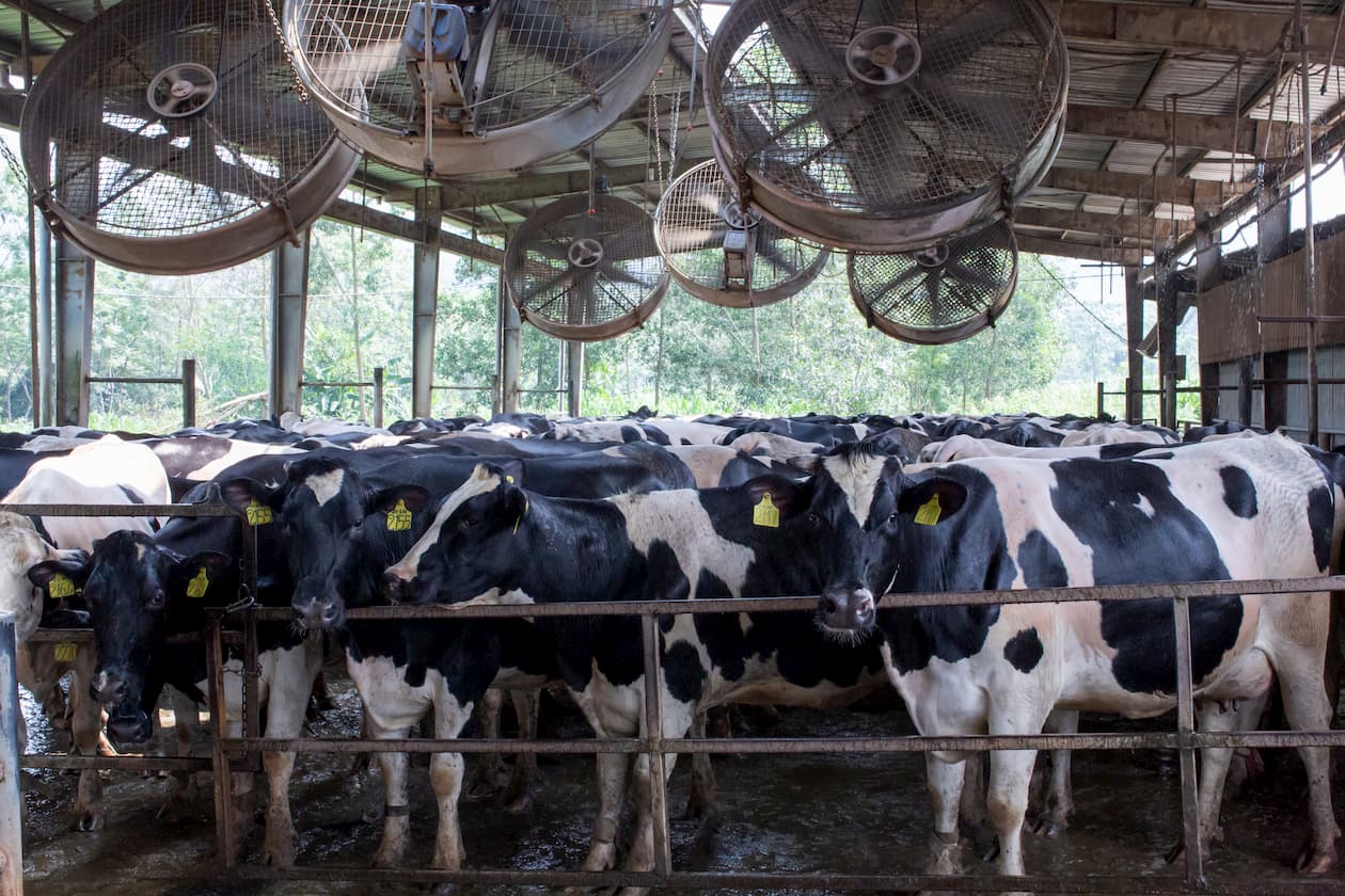 Vacas holandesas galpao com ventiladores no verao aumentam os casos de estresse termico que comprometem a producao de leite foto divulgacao 1