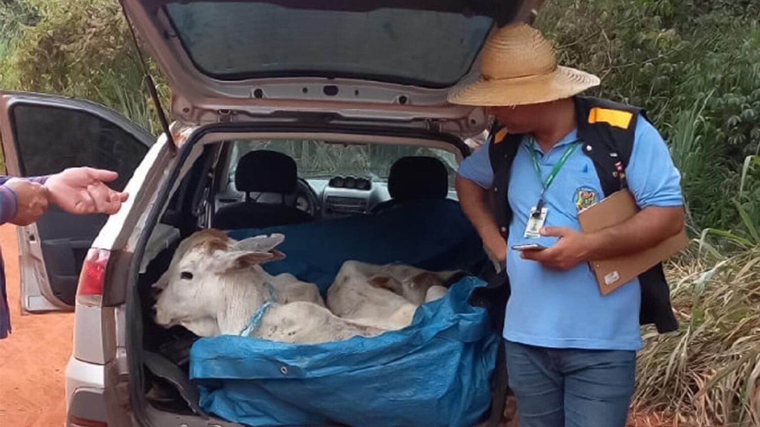 Motorista e multado por transportar bezerros no porta malas e sem gta