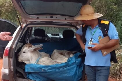 Motorista e multado por transportar bezerros no porta malas e sem gta