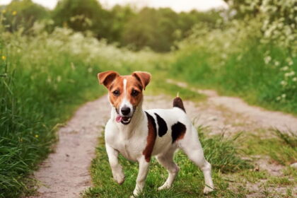 Jack russell terrier 1