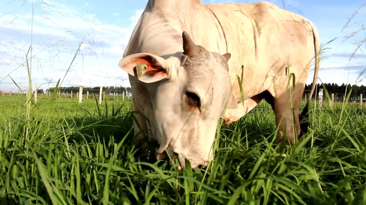 Vídeo: ILPF Resulta em maior ganho de peso na pecuária de corte