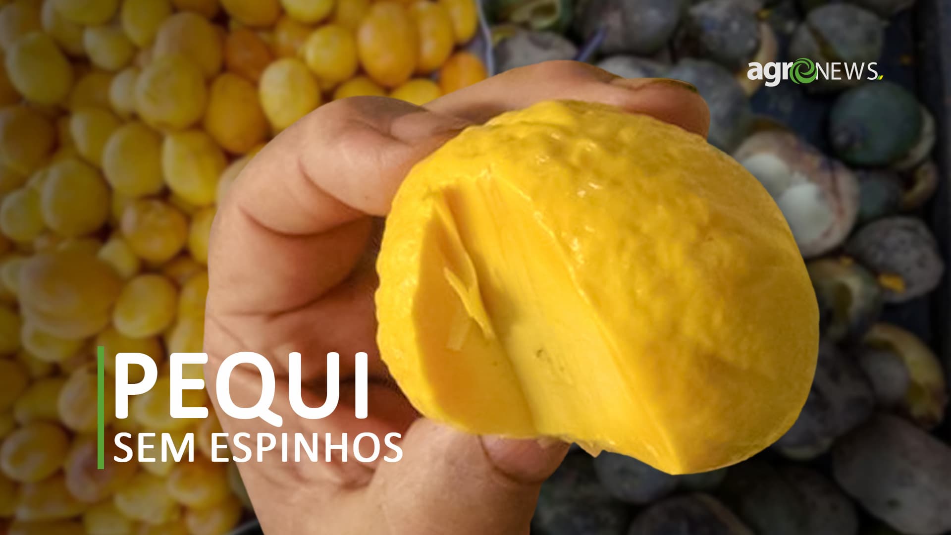 Pequi sem espinhos? Conheça o ouro do cerrado