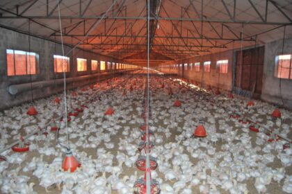 Volume de frango exportado renova recorde em 2022