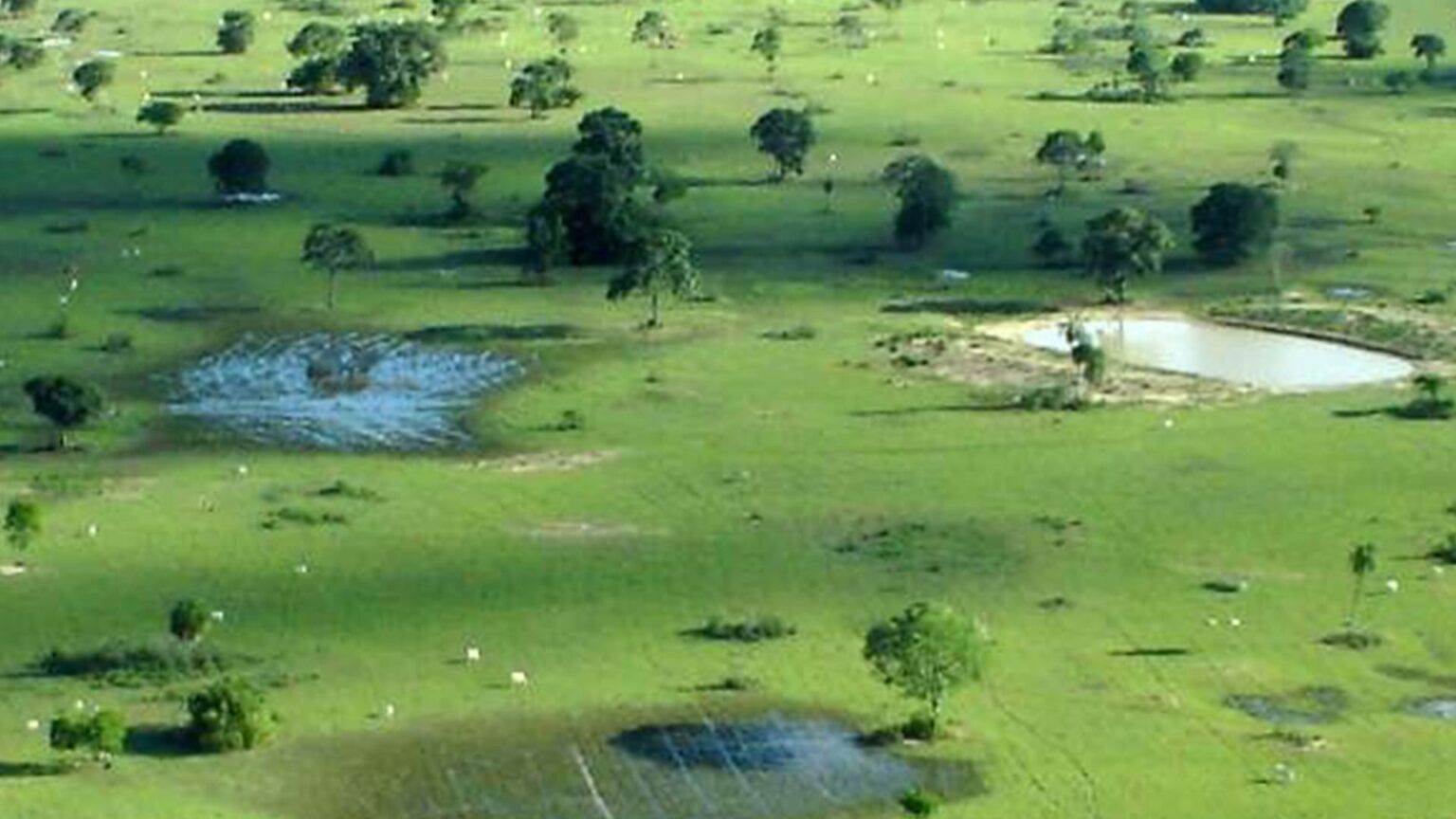 Proposta para substituicao de vegetacao no pantanal sera apresenta nesta quinta26