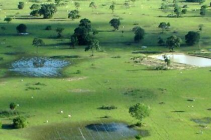 Proposta para substituicao de vegetacao no pantanal sera apresenta nesta quinta26