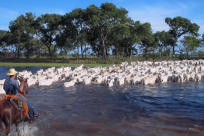 Boi organico do pantanal