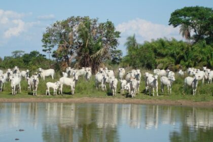 Boi organico no pantanal