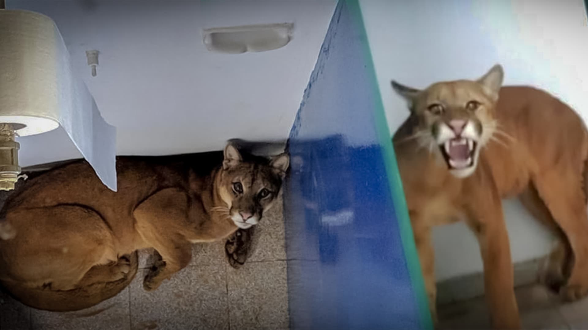Vídeo: Onça dá susto em banheiro de escola em Nova Lima (MG)