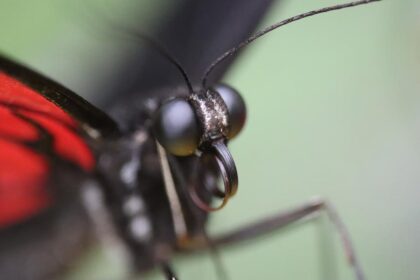 6 as borboletas tem cerca de 12 mil olhos