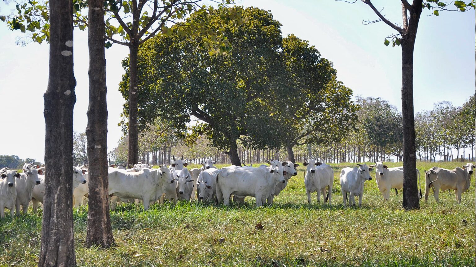 Produtor rural no mt aponta erro grave no calculo do balanco de carbono da pecuaria integracao