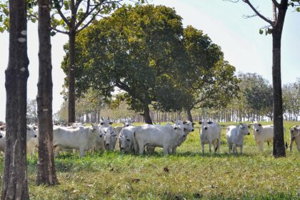 Produtor rural no mt aponta erro grave no calculo do balanco de carbono da pecuaria integracao