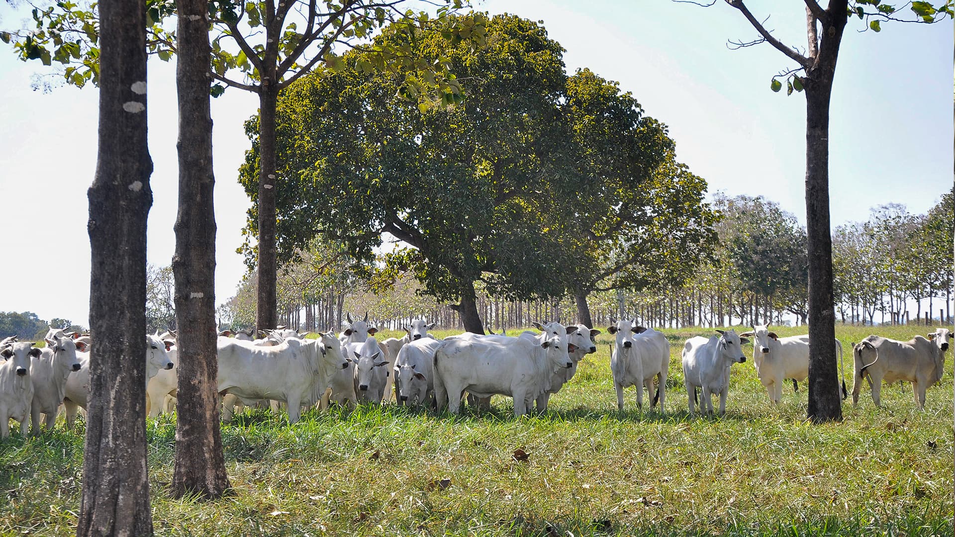 Produtores rurais devem atualizar cadastro no Siga-MT