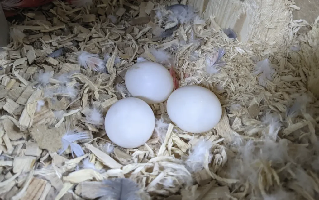 ovos de calopsita