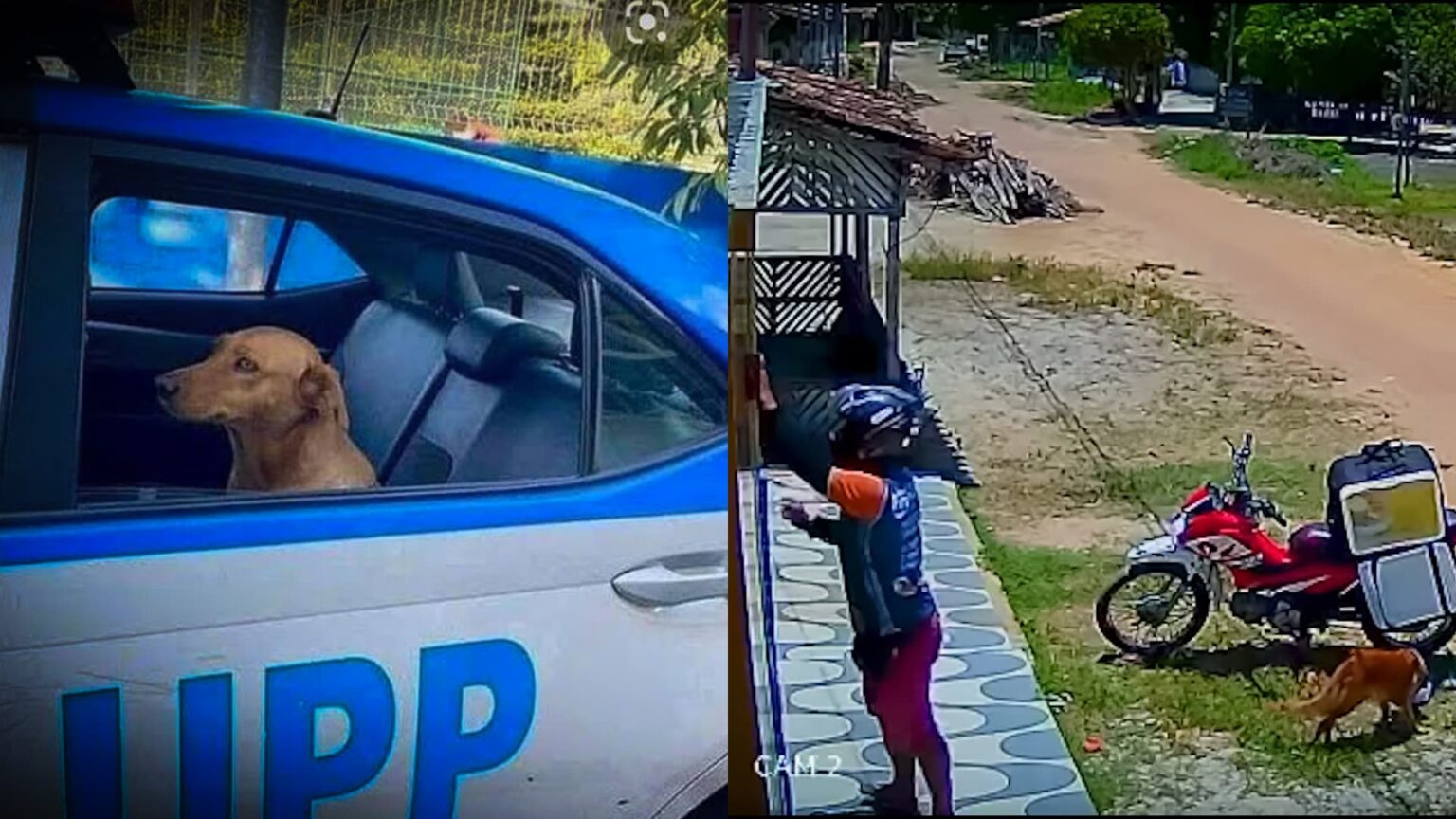 Cachorro e flagrado roubando marmita de entregador e viraliza na internet