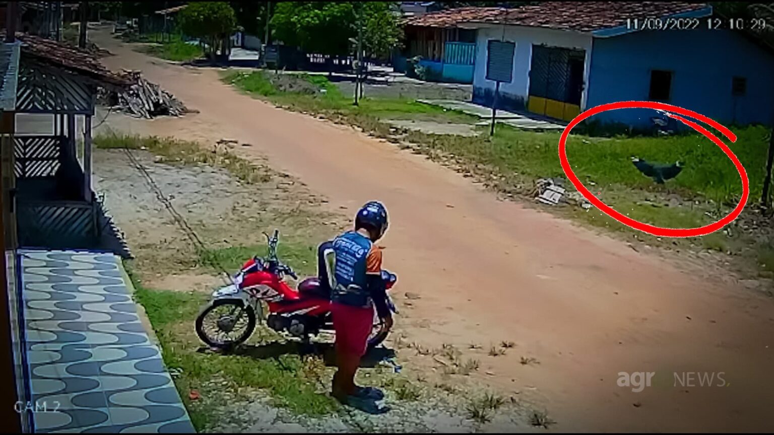 Cachorro que roubou marmita teve apoio aereo de um parceiro do crime