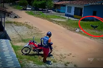 Cachorro que roubou marmita teve apoio aereo de um parceiro do crime