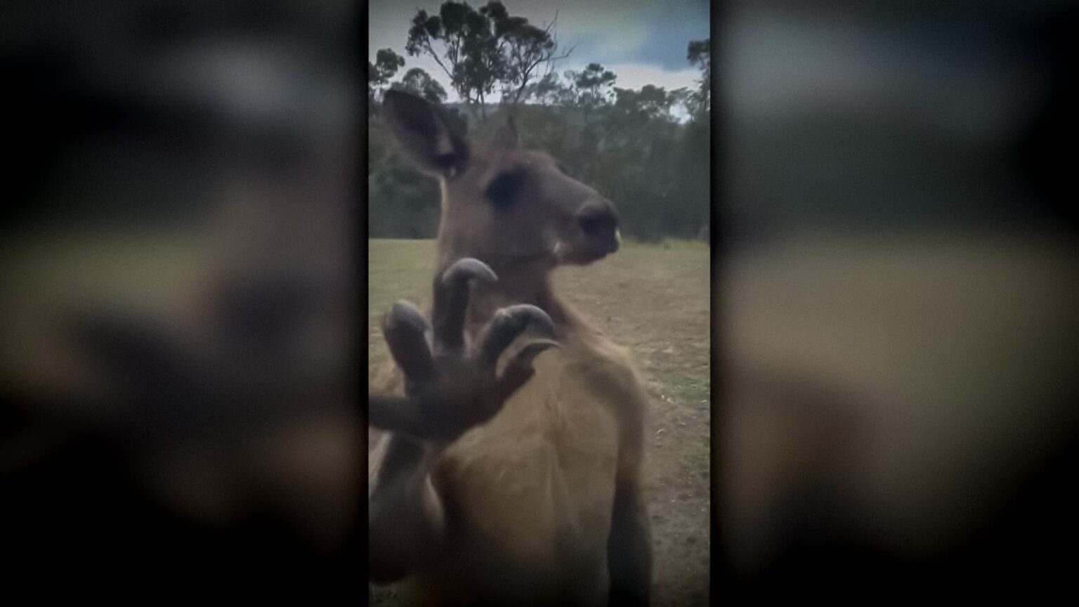 Canguru mata idoso em casa e tenta atacar paramedicos