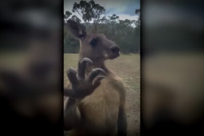 Canguru mata idoso em casa e tenta atacar paramedicos