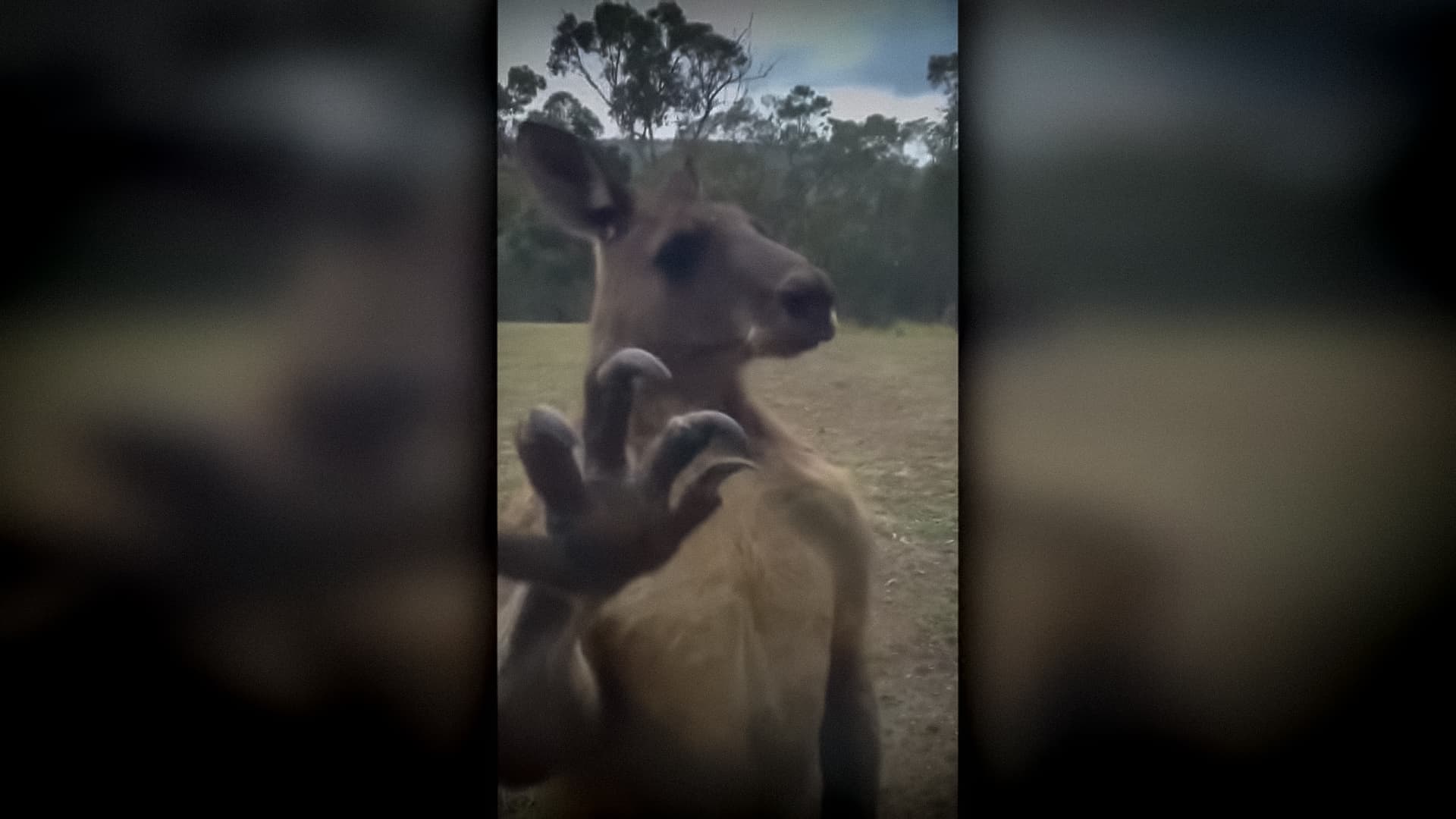 Canguru mata idoso em casa e tenta atacar paramédicos