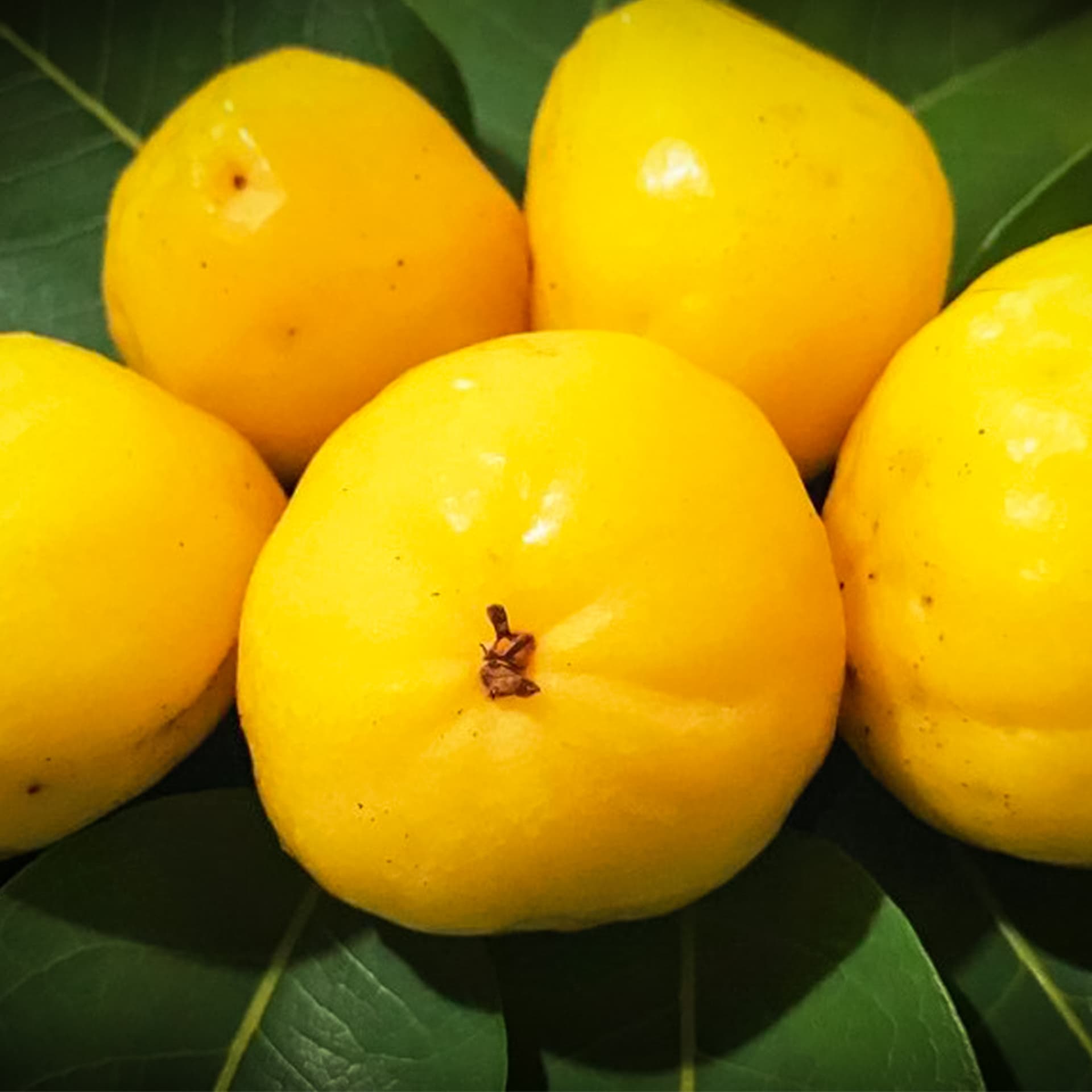 Cagaita – fruta do cerrado cheia de benefícios que talvez você não conheça