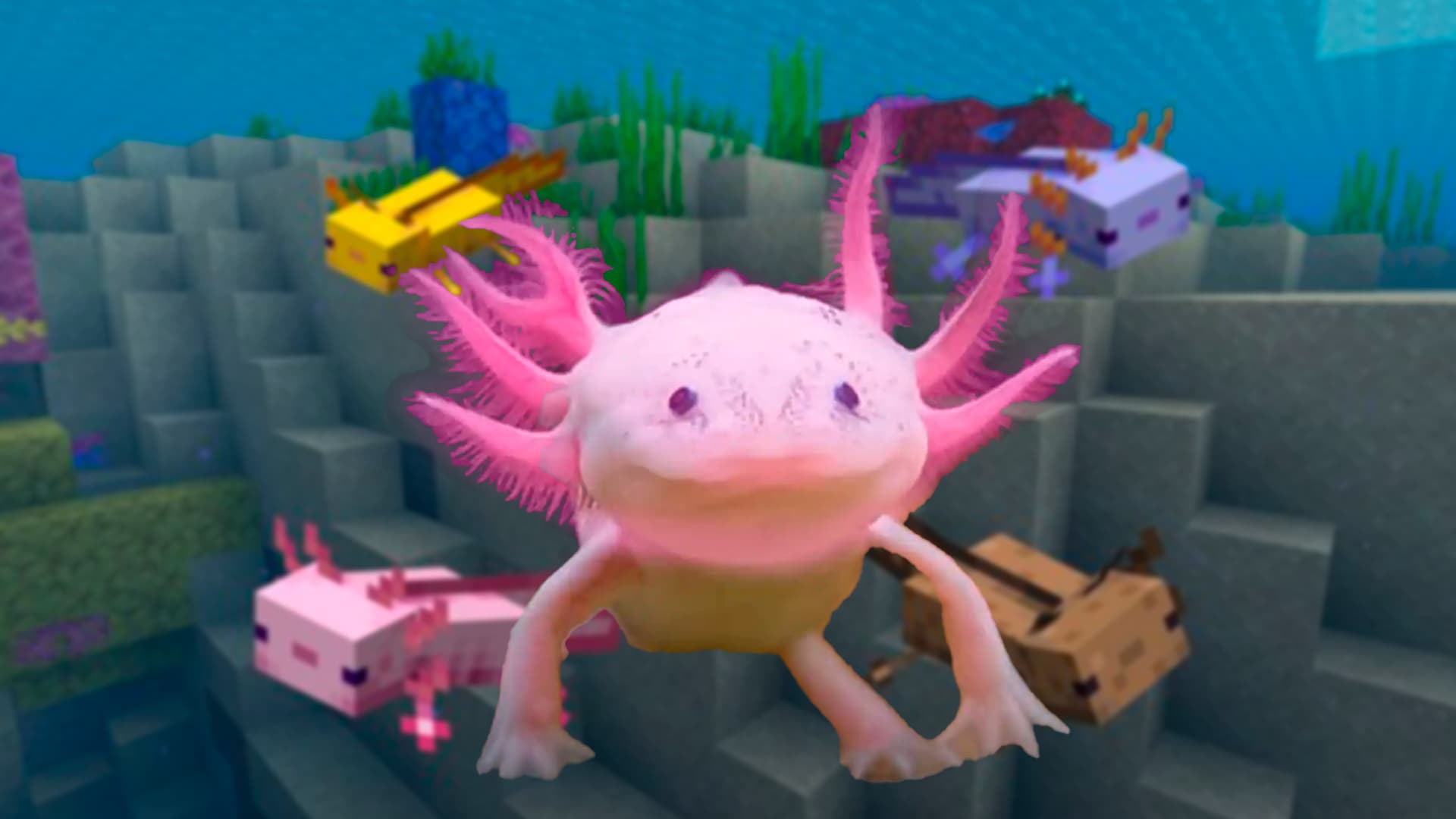 Nova Zelândia está recebendo muitos Axolotes, após viralizar no TikTok e Minecraft