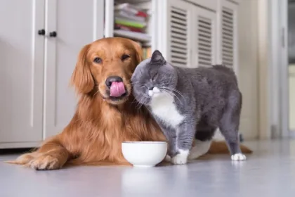 Cachorro e gato bebendo agua