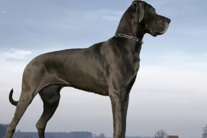 Cachorro gigante