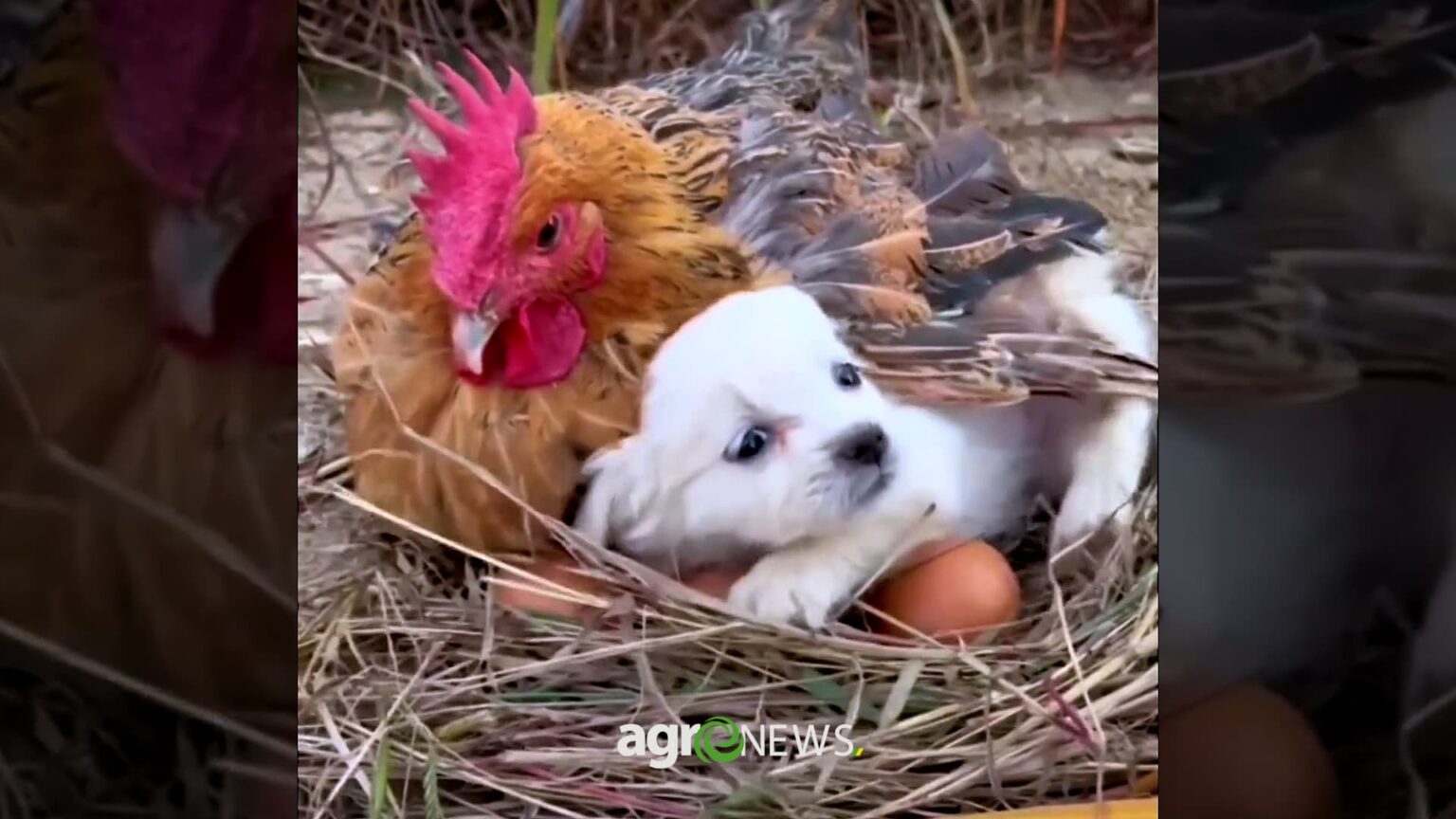 Cachorro nasceu da galinha