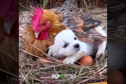 Cachorro nasceu da galinha